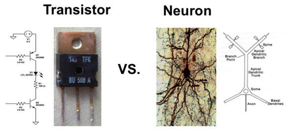 The Bizzi lab shows how the brain utilizes the operating characteristics of neurons to form sensorimotor memories in a way that differs profoundly from computer memory.