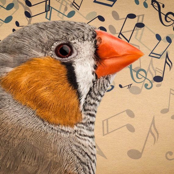 zebra finch