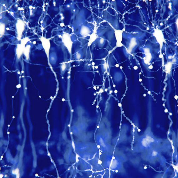 neurons under microscope