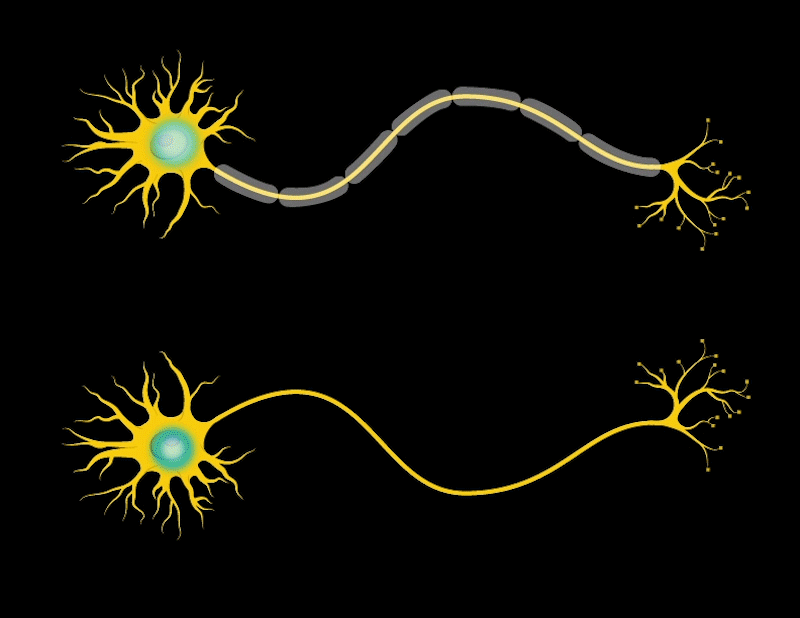 Animated gif showing how myelin increases the rate of electrical transmission in the neuron.