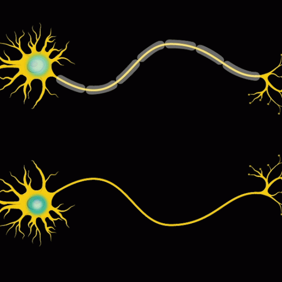 Myelin increases speed of communication along length of axon.