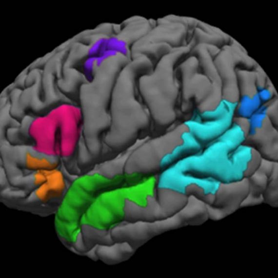 Language regions of the brain