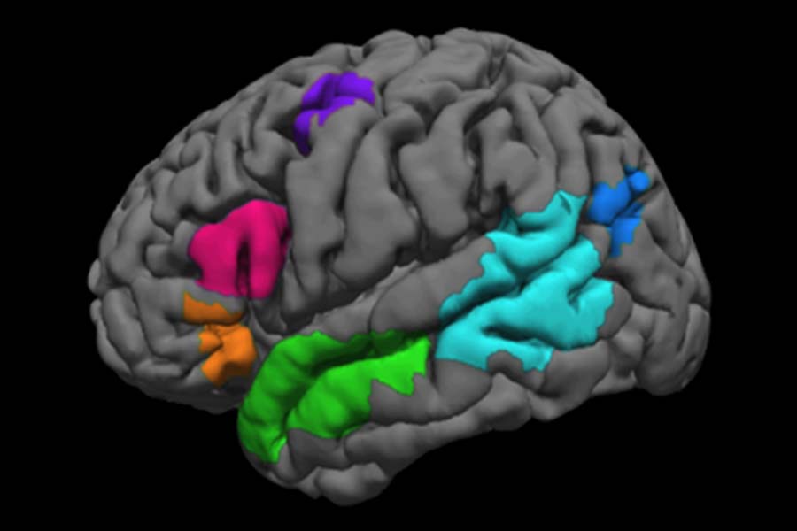 Language regions of the brain