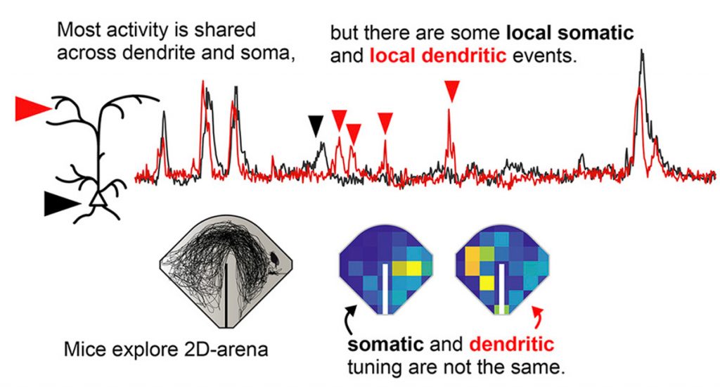 Recording computation by subcompartments in neurons.