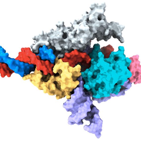 Image of Fanzor protein complex.