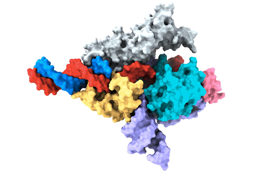 Image of Fanzor protein complex.