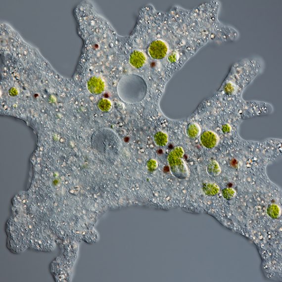 microscopic image of amoeba