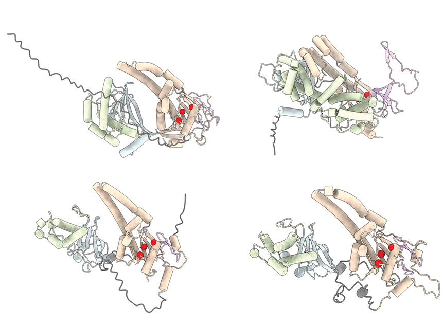 Structural illustration of Fanzors.