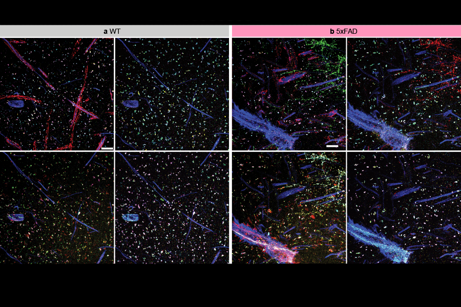 Microscopic image of neurons in a grid of eight squares.