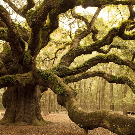 Old growth tree