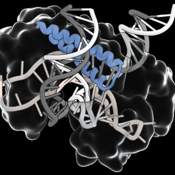 Structural model of protein