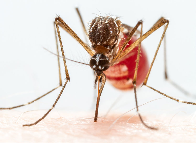 Close-up of mosquito on human skin. 