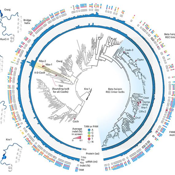 a branching diagram that visually represents the evolutionary relationships among different proteins.