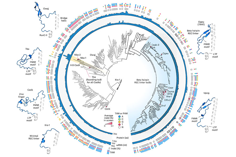 a branching diagram that visually represents the evolutionary relationships among different proteins.