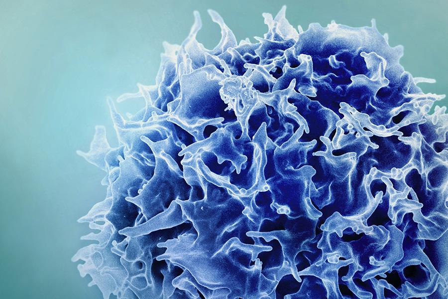 colorized scanning electron micrograph of a T cell (T lymphocyte).