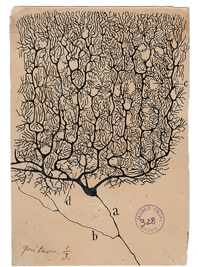 An illustration of a brain cell.