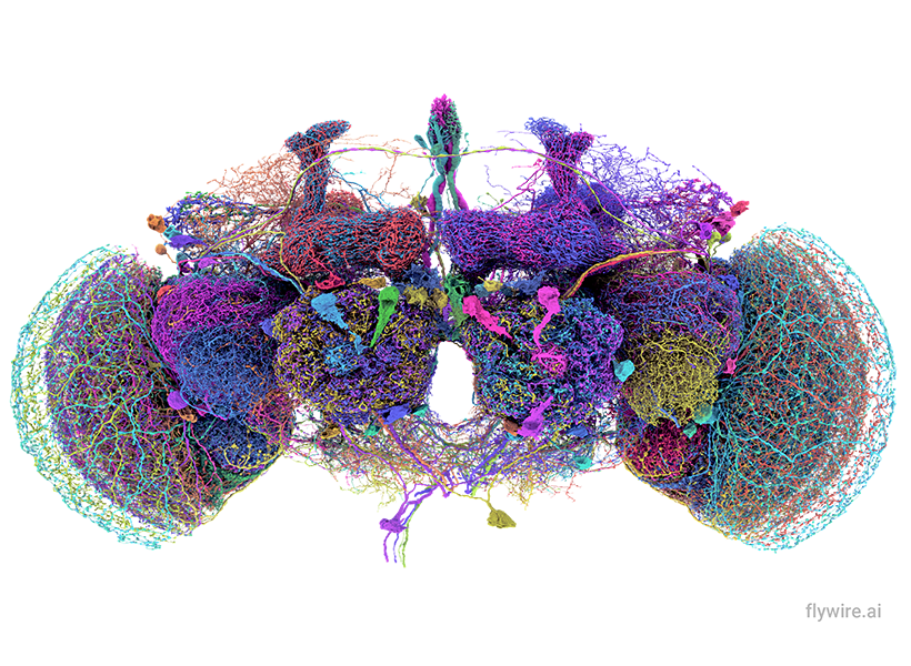 The fly connectome