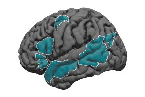 Language development in the brain - MIT McGovern Institute